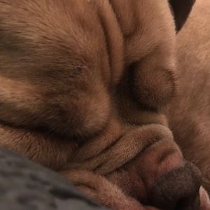 Meet your Posher, Ella